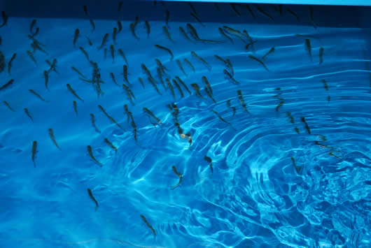 Photo of Калиманци порибено со над 10.000 парчиња крап