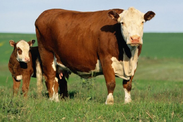 Photo of Нема откриено случај на добиток заболен од антракс во штипско