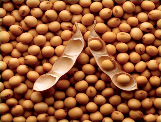 organski proizvedenata soja bi mozhela da bide izvozna kultura