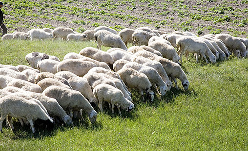 Photo of Дваесет Бугари станаа овчари со тапија, меѓу нив и ИТ експерти и градежници