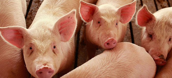 Photo of Дополнителни субвенции за развој на свињарството