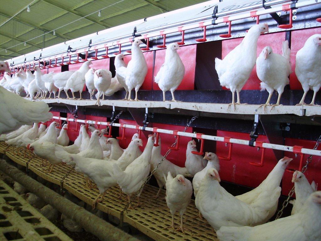 Photo of Македонија троши до 60 милиони евра за увоз на пилешко, Словенија инкасира над 200 милиони од извоз