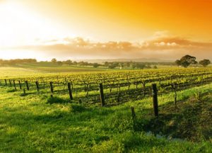 vinski turizam pet destinacii shto mora da gi posetat ljubitelite na vino