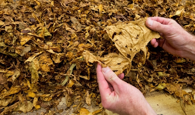 Photo of Во струмичко откупени 1.500 тони тутун