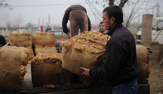 Photo of За еден месец откупени над 10.000 тони тутун