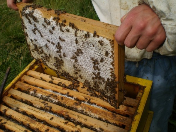 Photo of Неготино и грчка Алмопија заеднички ќе го јакнат пчеларството