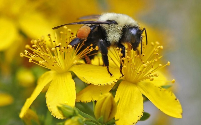 Photo of Пчелите се пред изумирање