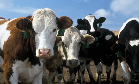 se zabranuva uvoz na goveda mleko i mlechni proizvodi od rechisi cela grcija