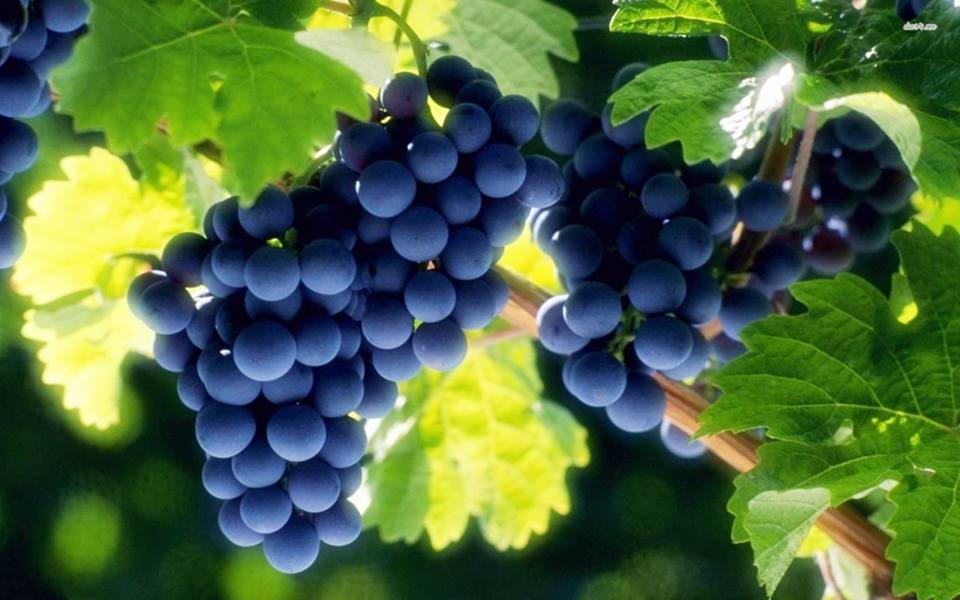 Photo of За 65,8 отсто зголемено производството на грозје