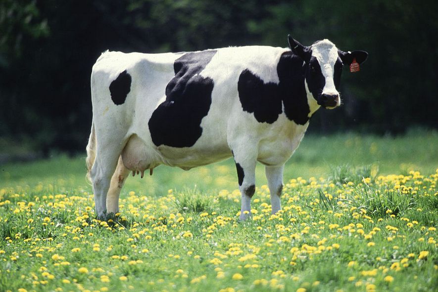 Photo of Месото и млекото од заболените говеда со чвореста кожа не се опасни
