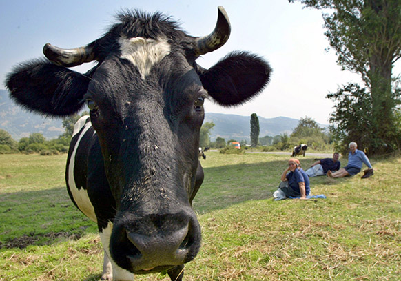 Photo of Нови жаришта на болеста „јазлеста кожа“ кај добитокот