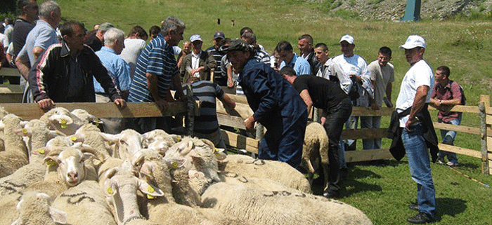 Photo of Ден на одгледувачите на овци Маврово – Ростуше 2016