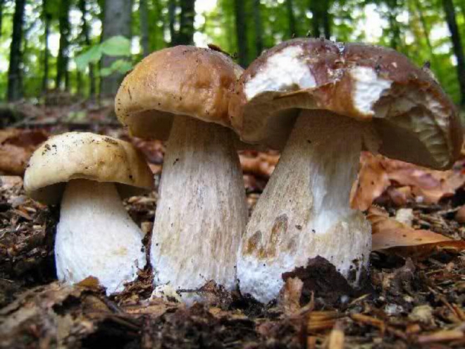 Photo of Очајна сезона за печуркарите во Кичевско-Бродскиот регион