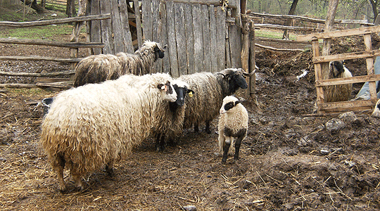 Photo of Праменка овчеполка – дама со рејбан очила и црни потпетици