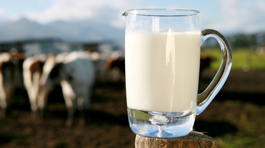 sekoja godina raste proizvodstvoto i izvozot na mleko i mlechni proizvodi