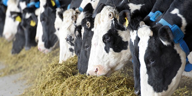 Photo of Забрана за увоз на говедско од региони во Грција и Србија и на пилешко од Италија