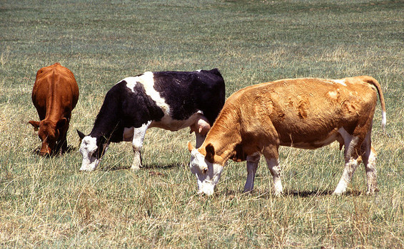 Photo of АХВ: Се отстранува угинатиот добиток за спречување зарази