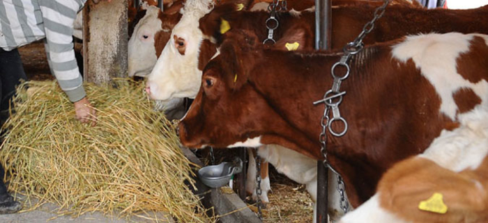 Photo of Болеста јазлеста кожа не го намали интересот за одгледување говеда – Сточниот фонд постојано расте