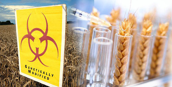 Photo of Германија размислува за забрана на увозот на пченица од САД поради ГМО
