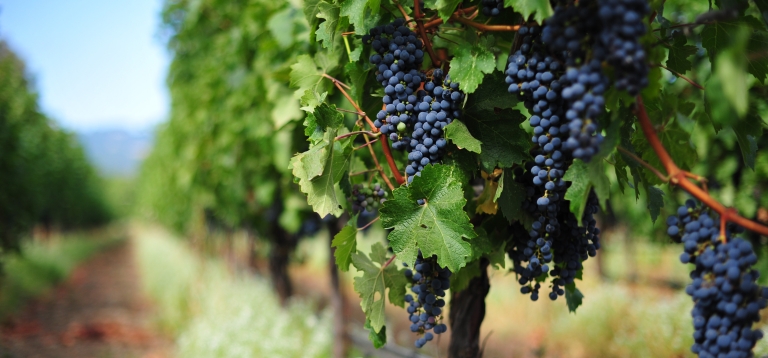 Photo of Која земја е прва во светот по производство на вино?
