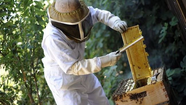 Photo of Наскоро започнуваат обуките за пчелари од неготинско