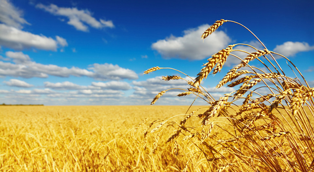 Photo of Приносите пченица рекордно високи