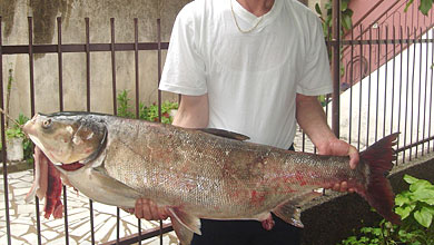 Photo of Велешанец улови риба тешка 18,3 кг