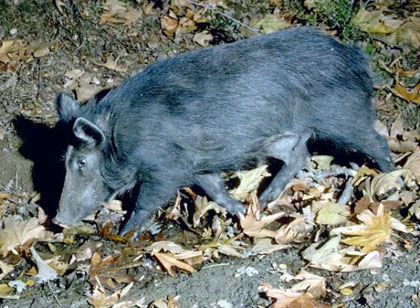 Photo of Диви свињи ноќе ни ги обраа лозјата во Тиквешко