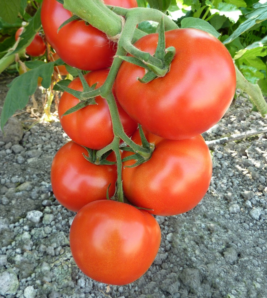 Photo of Се зголемуваат површините под индустриски домати