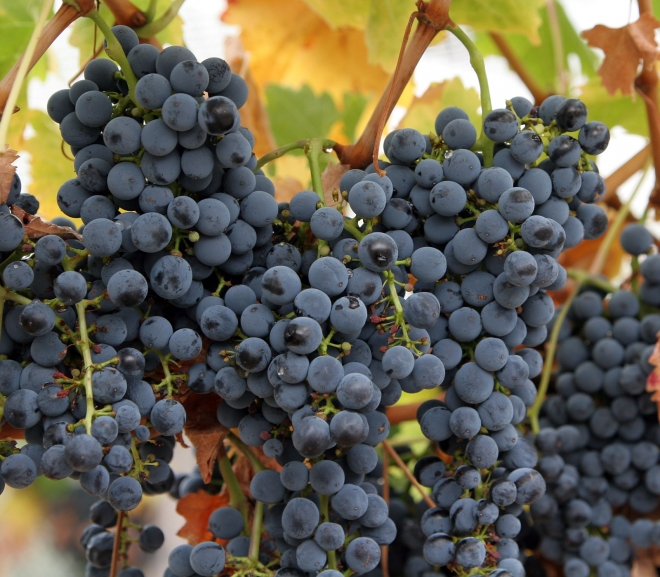 Photo of Три денари субвенции за килограм откупено грозје „вранец“ ќе добиваат винариите