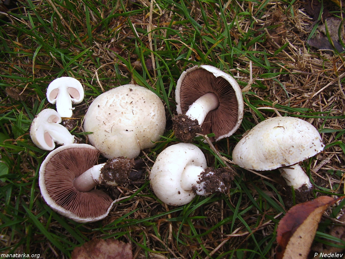 Photo of Богатиот род ја намали цената на печурките