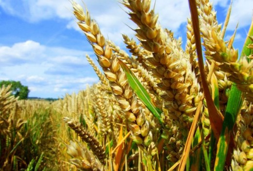 Photo of Русија стана најголем производител на жито во светот