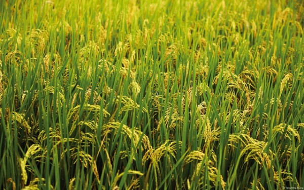 Photo of Субвенциите единствен спас за оризопроизводителите