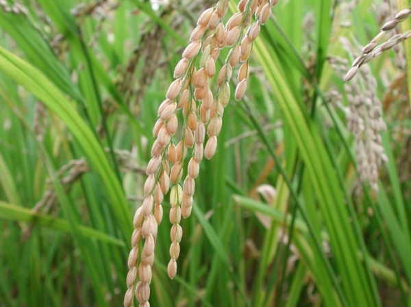 Photo of Започна жетвата на оризот во Велешко