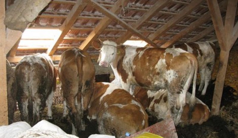 Photo of Дополнителни субвенции за автохтони македонски раси добиток