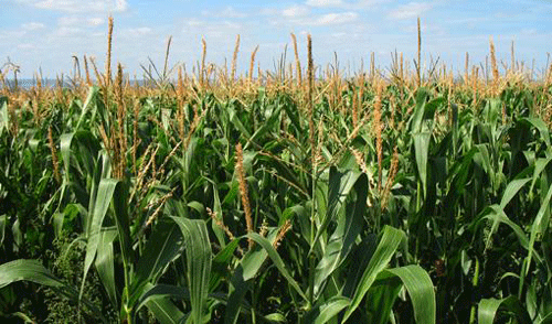 Photo of Системите „капка по капка“ го утростручија производството на пченка
