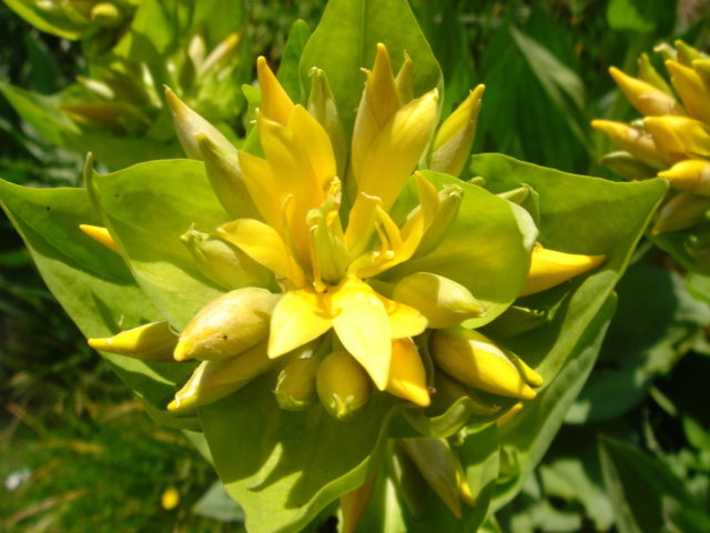 Photo of Линцура – специфична и корисна билка од природата