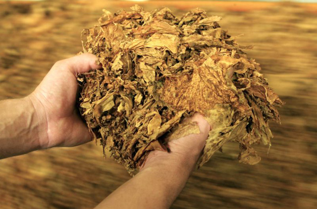 Photo of Привршува откупот на тутунот, просечна цена 196 денари за килограм