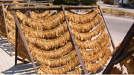 Photo of Годинава 5.000 тони повеќе тутун, цената 14 денари повисока