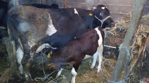 Photo of Исхрана на млечни крави