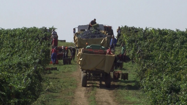 Photo of Исплата на винското грозје