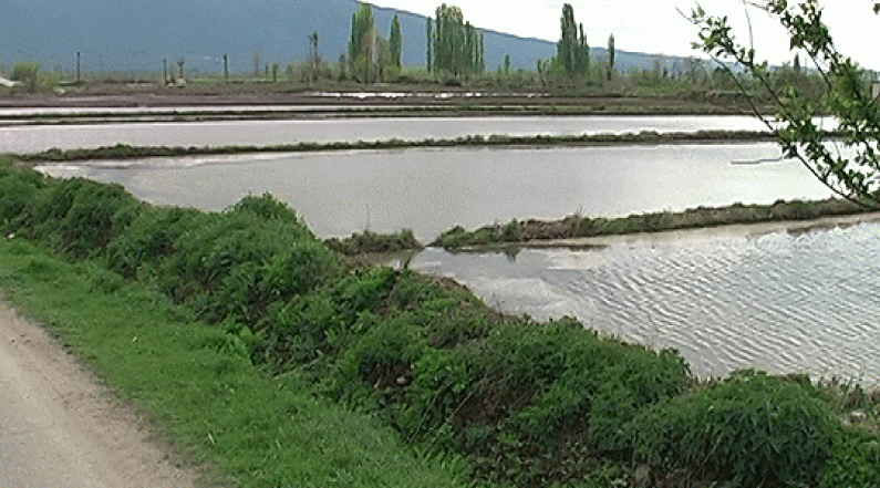 Photo of Повторно се наводнуваат оризовите полиња