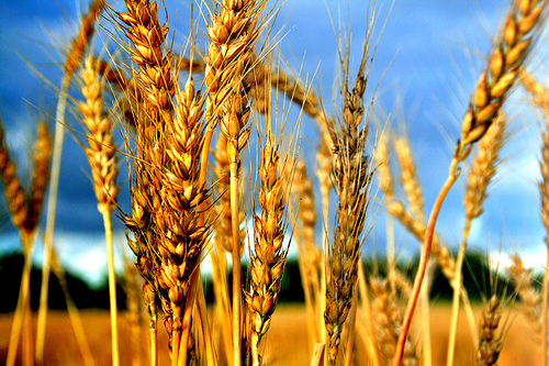 Photo of Николовски вети соодветни мерки за помош на производителите на пченица и јачмен