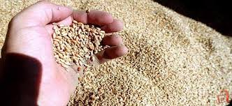 Photo of Исплата на ланските субвенции за пченица до 21 јули, бараат производителите
