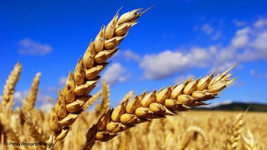 Photo of Намалени приносите на пченица и јачмен во Кумановско
