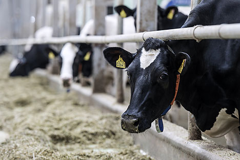 Photo of „Блумберг“: Компанијата „Даноне“ ќе префрли во Сибир пет илјади крави