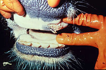 Photo of Контрола на заразни болести на животните лигавка и шап, класична чума кај свињите и син јазик