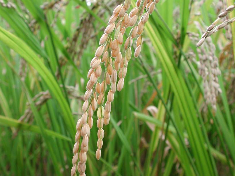 Photo of Оризот на нивите добро напредува