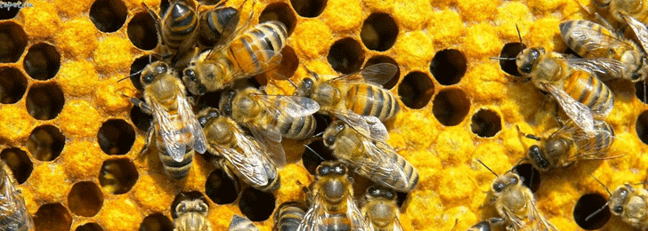 Photo of Експанзија на пчеларството во Србија