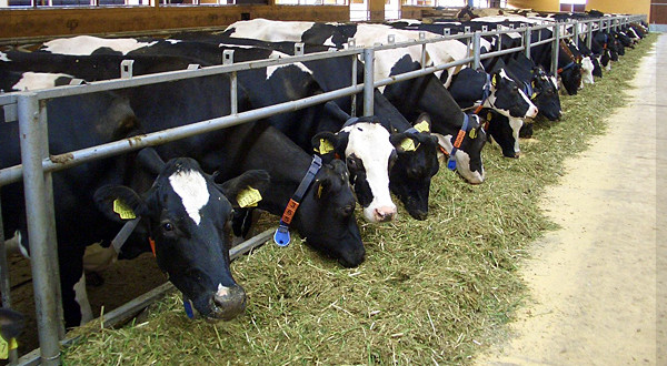 Photo of Фармерите со рок до крајот на идната година, ако не го подобрат квалитетот на млекото ќе мора да ги затворат фармите
